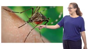 Part 2: Math and Mosquitoes: Modeling to Understand Viral Processes Driving Emergence
