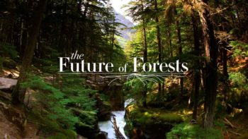 Future of Forests