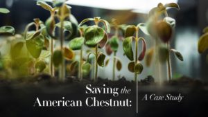 Part 2: Saving the American Chestnut: A Case Study