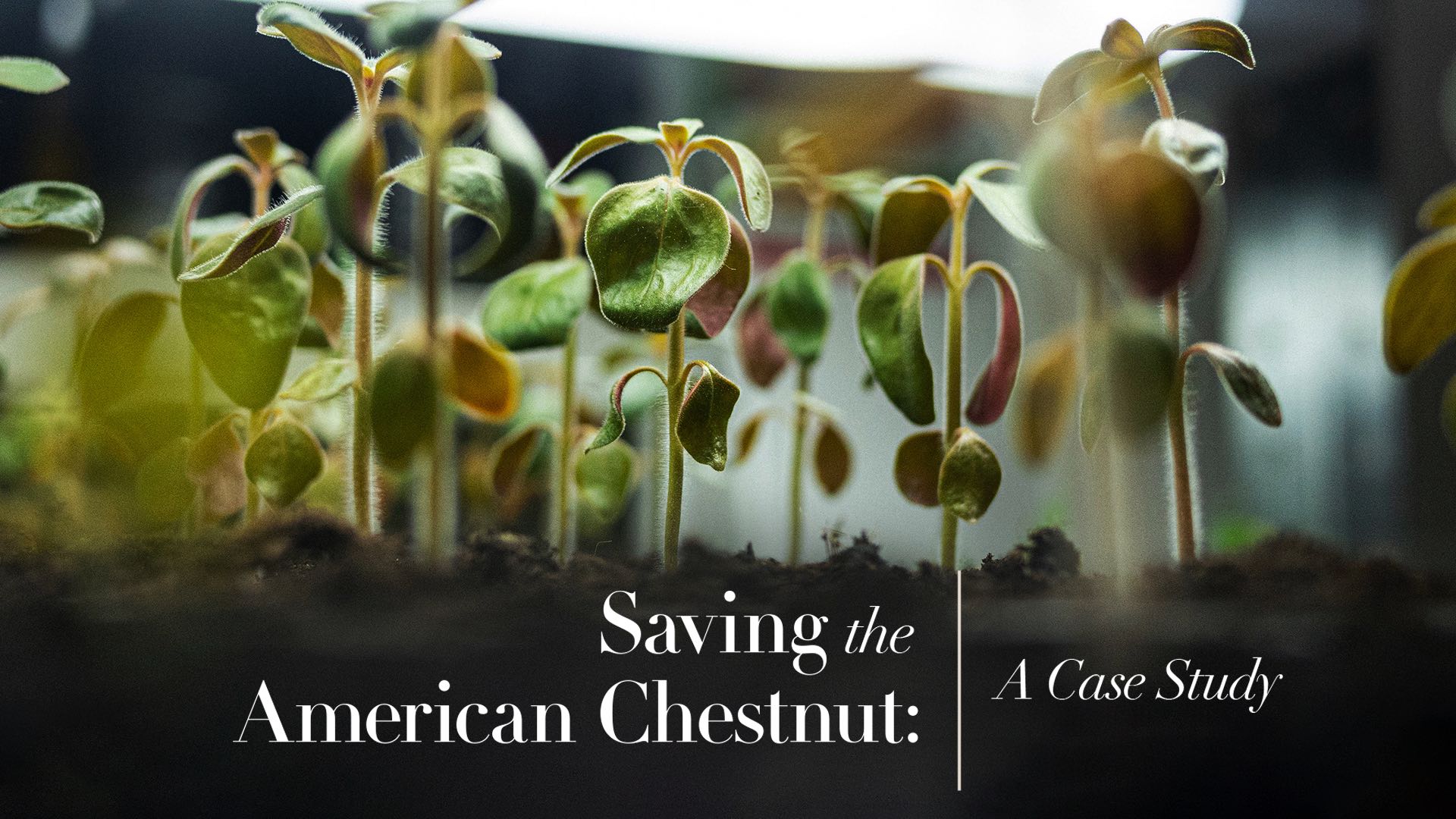 Saving the American Chestnut: A Case Study