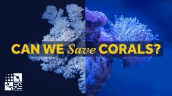 Corals: On the Brink